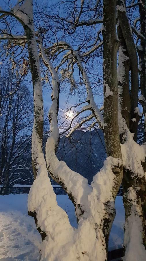 Locanda Ai Dogi Pieve di Cadore Exteriör bild